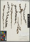 Foto von Salix repens subsp. repens L.